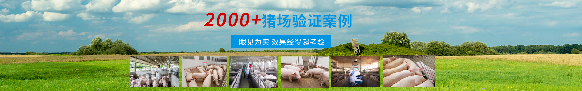 生豬如何高效催肥?-客戶服務(wù)-商丘市森澳達(dá)動物藥業(yè)有限公司