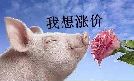 短時(shí)豬價(jià)將維持高位漲跌震蕩表現(xiàn) 后期大概率穩(wěn)中偏強(qiáng)走勢(shì)為主