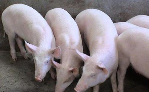 生豬市場(chǎng)仍處于產(chǎn)能去化兌現(xiàn)階段  豬價(jià)大體將延續(xù)易漲難跌走勢(shì)